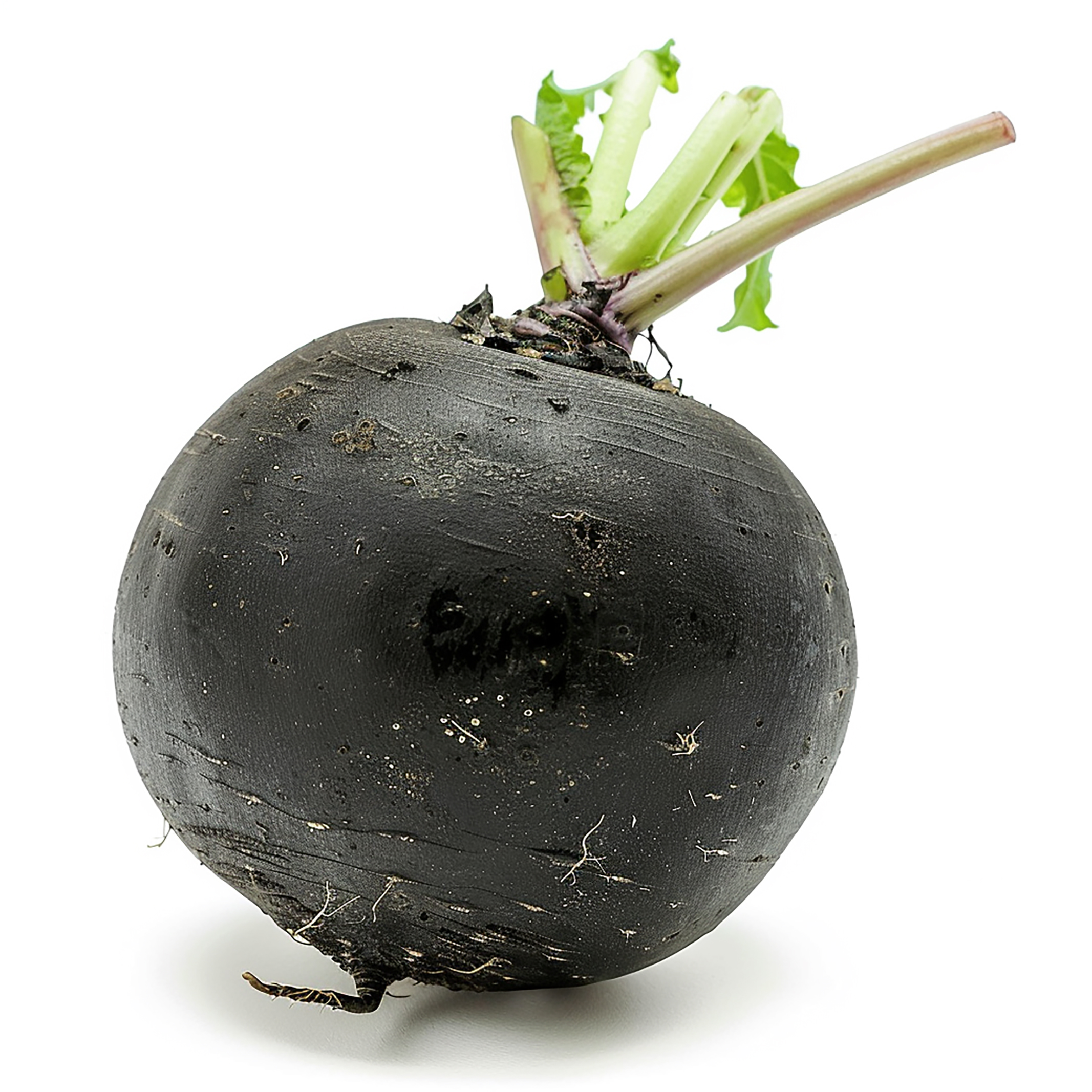 Black Radish